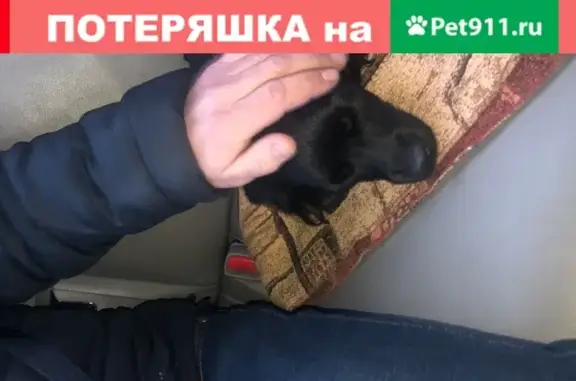 Найдена собака в Ангарске, микрорайон Новый-4.