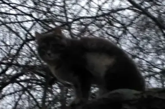 Найдена серо-бежевая кошка на Чертановской улице, 21к3