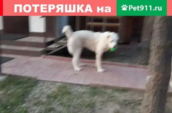 Пропала собака в д. Чириково, Москва, порода Алабай, возраст 7 лет. Клеймо SAG 134.
