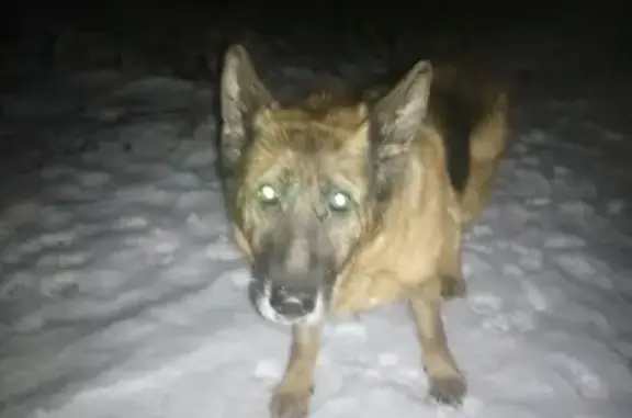 Найдена собака в Пушкино, возможно хозяин ищет.