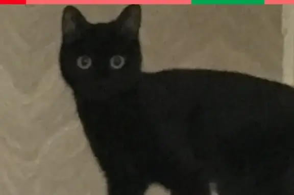 Потерянные животные Смоленск, фото: Пропала кошка в Смоленске, ул. Петра Алексеева