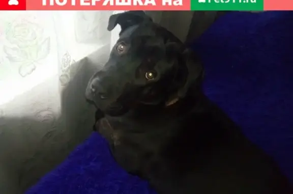 Пропала собака породы Кани-корсо в селе Стромынь, Московская область