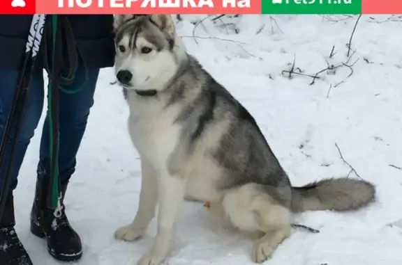 Пропала собака в Подольске: серо-белый Хаски Грей в районе лесопарка Дубки.