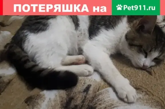 Найдена кошка с травмой лапки в Оренбурге