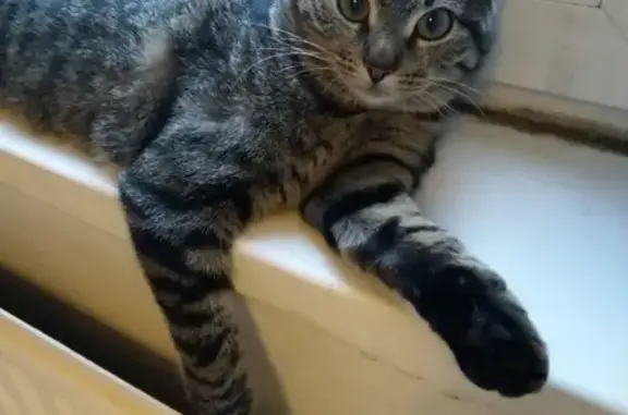 Кошки потеряшки, Санкт-Петербург, фото: Потеряшка кошка в Санкт-Петербурге