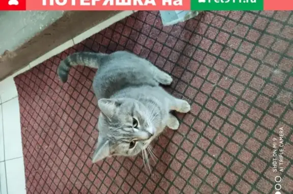 Кошка без шерсти найдена на Балаклавском проспекте, Москва