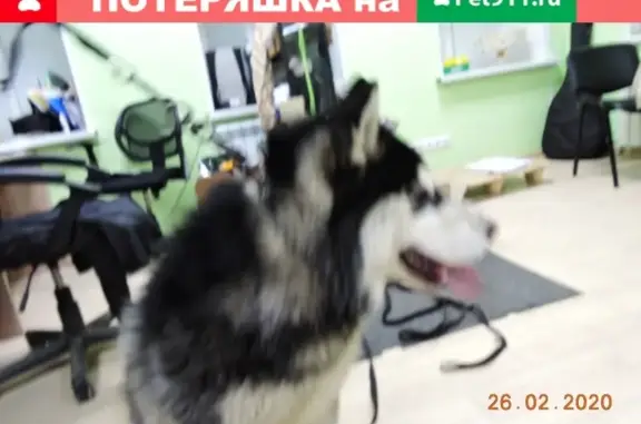 Найдена собака, Ульяновск, фото: Найдена хаски в Ульяновске