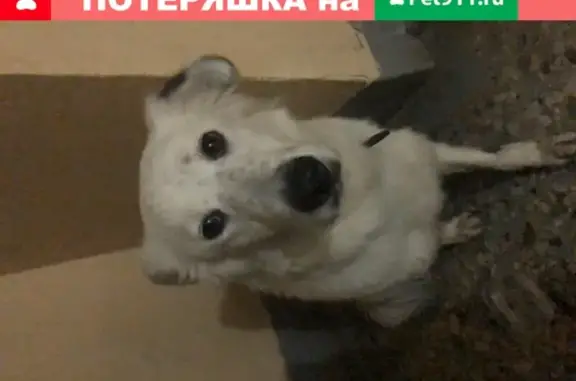 Найдена собака в 601 автобусе, Москва