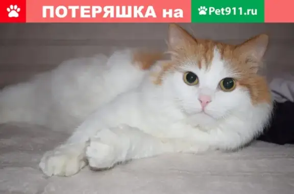 Пропала кошка Кузя, Шипиловская ул. 23 корп. 2, Москва