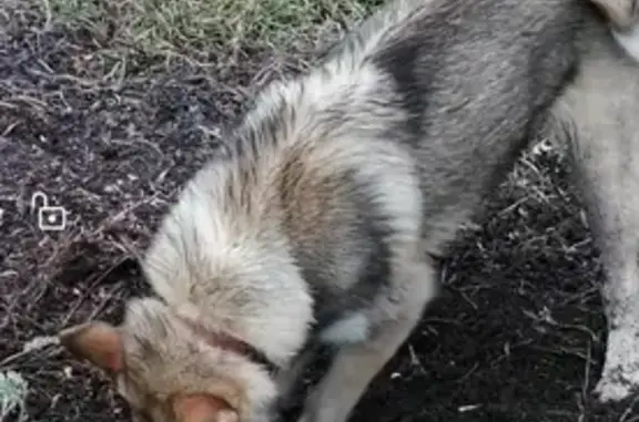 Пропала собака Вега в Ростовской области