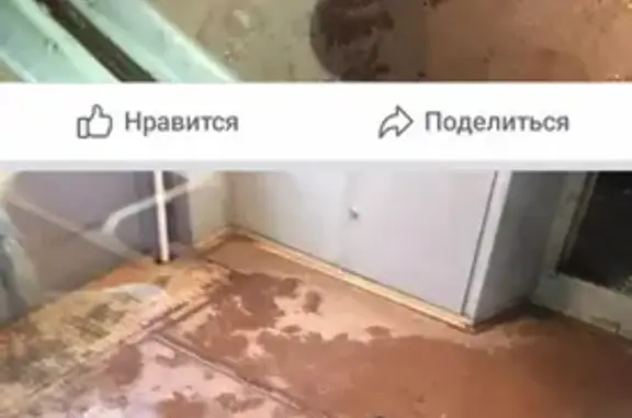 Собака найдена в Павшино, информация в Facebook