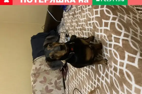 Найдена собака Такса на МКАД Москва
