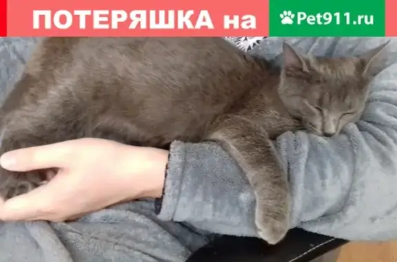 Пропала кошка в районе Перово, кличка ЕВА