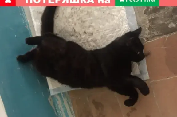Пропал кот Чёрныш на ул. Героев Десантников