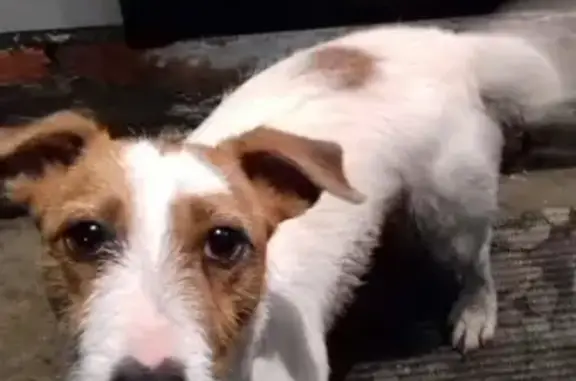 Найдена собака на Магистральном проезде, порода джек-рассел-терьер, возраст 2-3 года.