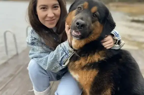 Пропала собака породы Банхар в д. Пятница, Московская область