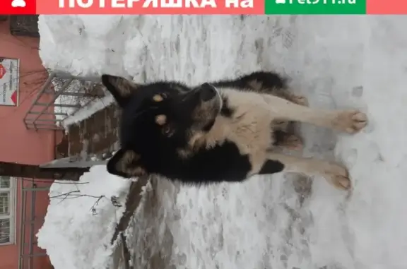 Найдена собака в районе ТЦ Алмаз, Пермь
