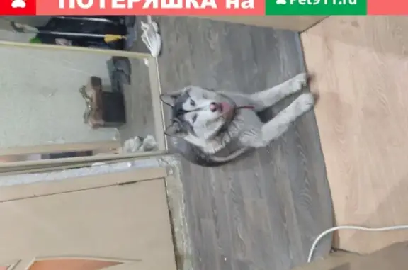 Найдена собака в Красноярске на улице Малиновского