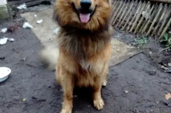 Собаки потеряшки, Тверь, фото: Потеряшка собака в Твери, район Соминки. Помогите найти!