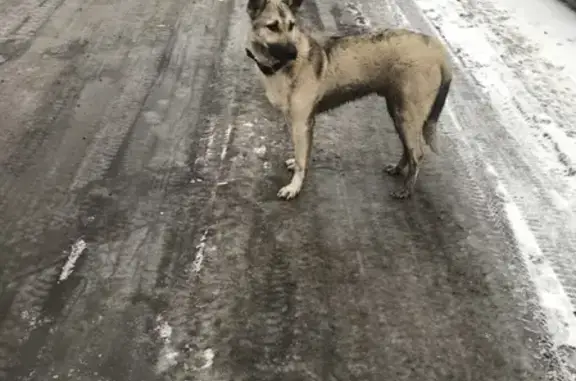 Найдена собака на ул. Заводской в Щёлково