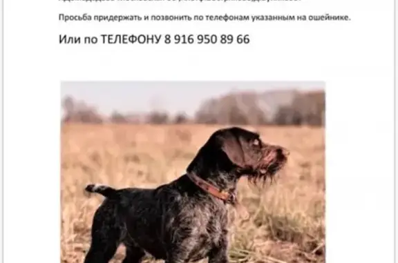 Пропала собака в Домодедово, СНТ Пруды: помогите найти!