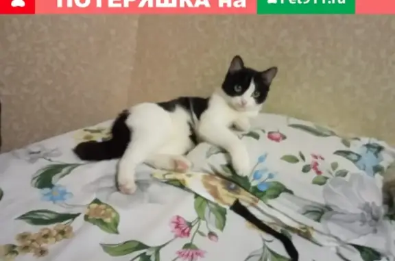 Найдена кошка на улице Умельцев (Екатеринбург)