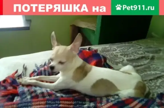 Собака Русский той метис найдена в Самаре на улице 22 Партсъезда.
