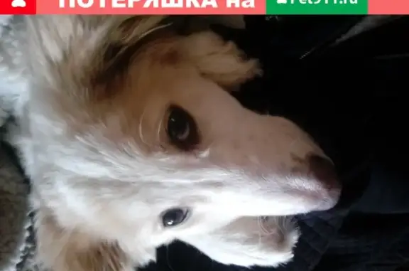 Найдена собака на Пролетарской 68