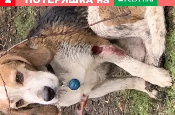 Собака с ошейником на Лобачевского 26 ранена