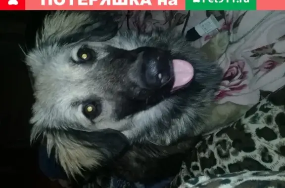 Пропала собака в Волжском, 26 мкр, помесь овчарка и кавказца, кличка Грей!