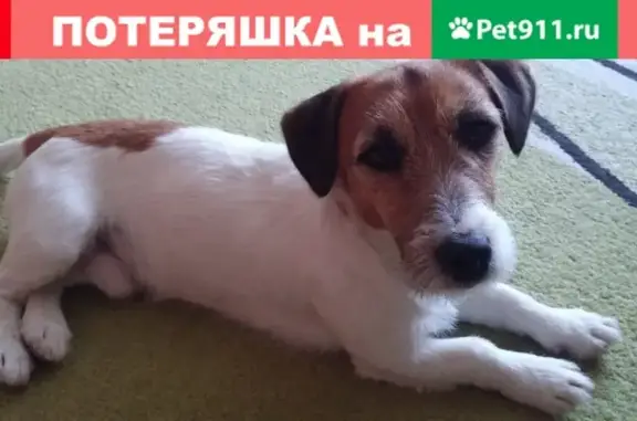 Пропала собака Лаки в Хабаровске на улице Морозова, 92Б/1
