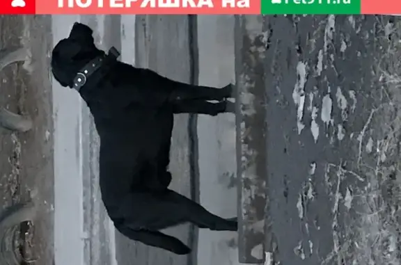 Потерянный лабрадор на улице Машиностроителей, Волжский