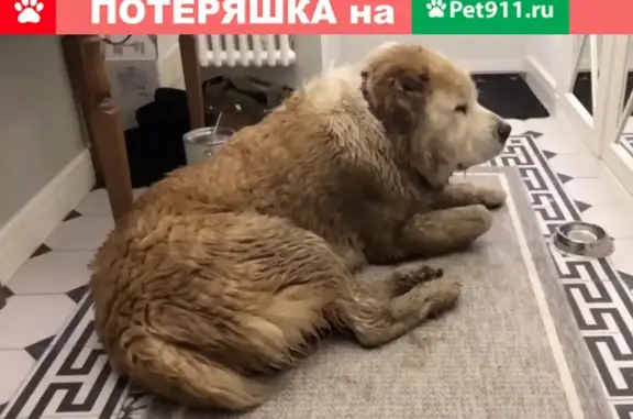 Собака найдена в деревне Красный Посёлок, Московская область, Ирландский бульвар, 175.