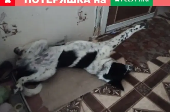 Собаки потеряшки, Супонево, фото: Потеряшка собака Рекс на улице Чкалова, Супонево