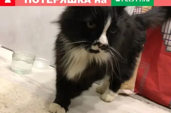 Найдена кошка Кошечка в Красной Пахре, Москва