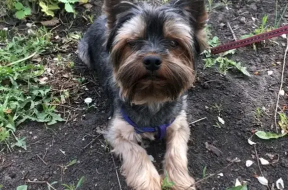 Потерянные животные Липецк, фото: Пропала собака Рикки в Каменном, Липецкая область