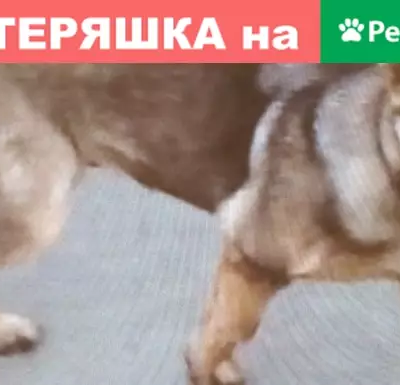 Собаки потеряшки, Краснодар, фото: Потеряшка собака Овчарка 