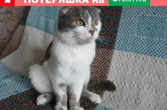 Найден кот на ул. Космонавтов, Липецк
