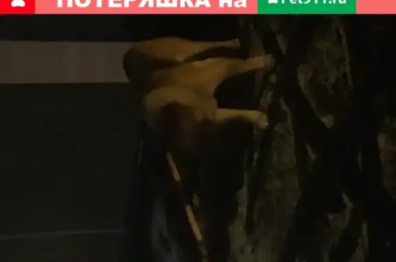 Найдена собака в Беляниново, похожа на американскую скиту
