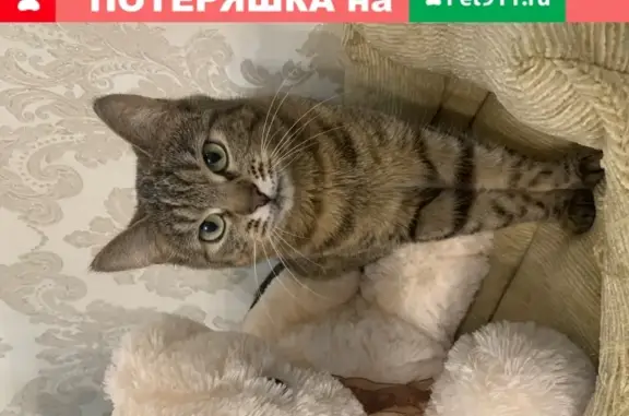 Найдена ласковая кошка на ул. Менжинского