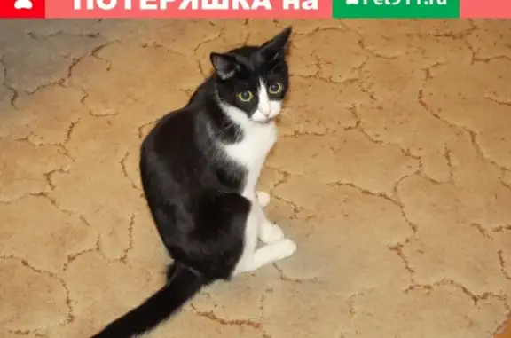 Пропала домашняя кошка по адресу Ибрагимова 32/20-67