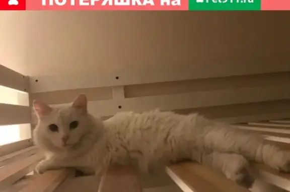 Пропала кошка Муся, Москва, ул. Маршала Конева 12