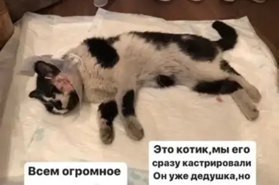 Найдена кошка в Красноярске, ищем передержку или новых хозяев