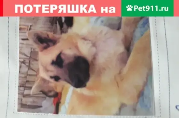 Пропала собака метис в Батайске, ул. Половинко, 46