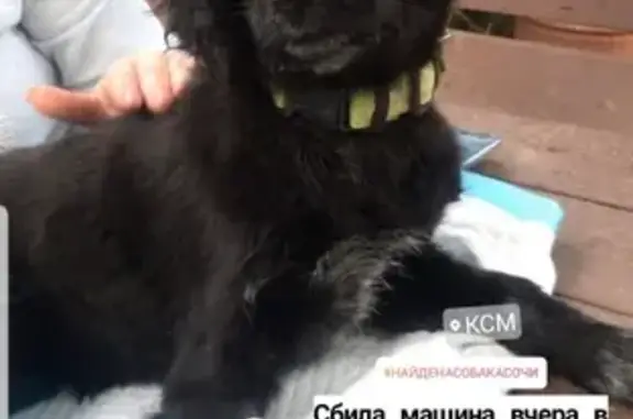 Найдена собака в районе КМС, Сочи