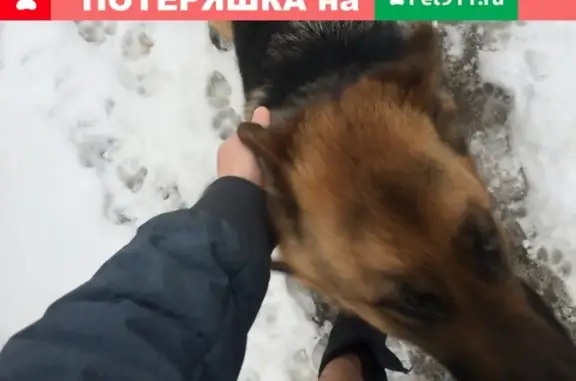 Найдена собака на 3-й Первомайской улице