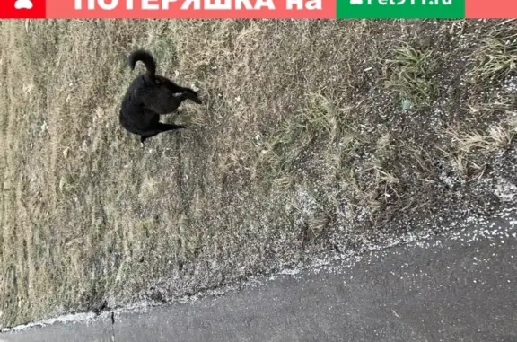 Найдена черная собака с белой грудкой и лапками в Москве