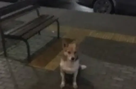 Найдена собака на ул. Партизанская, 26