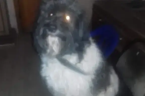 Собаки потеряшки, Астрахань, фото: Потеряшка собака Бетховен на ул. Свердловская 91