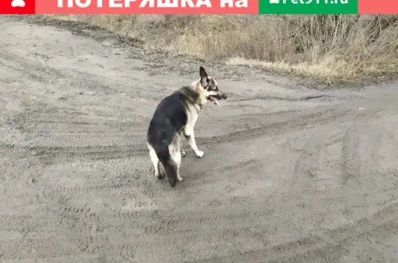 Найдена собака на М7, возможно в ДНП Изумрудная Поляна